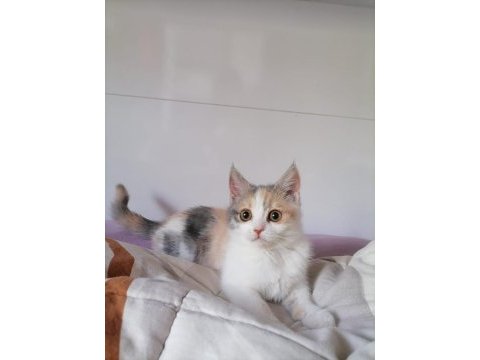 Chinchilla tekir melezi
