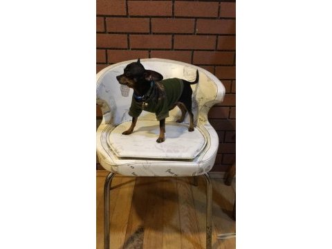 Sıfır numara pinscher orjinal