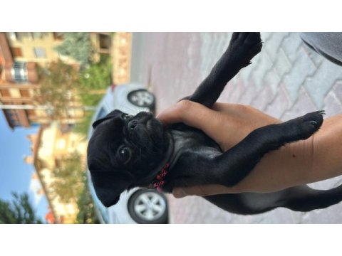 Eğitimli yavru pug