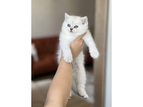 Sosyal british shorthair yavrum
