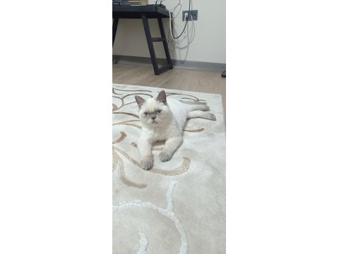 British shorthair pamuk