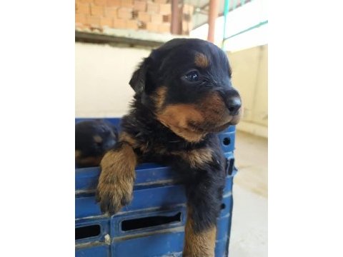 Rottweiler yavru kediler