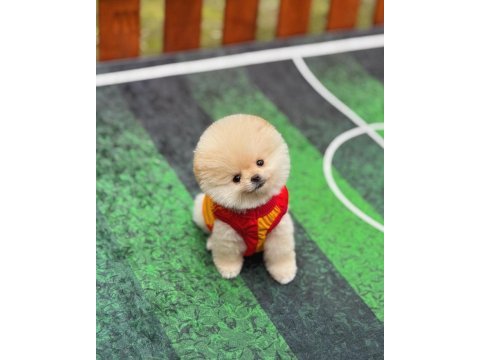 Büyümeyen cins pomeranian boo