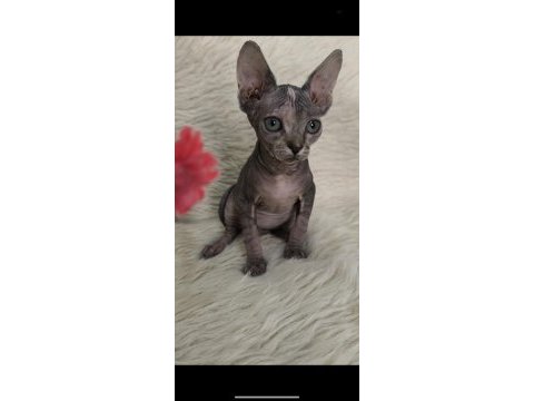 Naked beauty sphynx cattery 10 haftalık