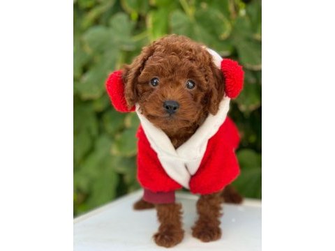 Kore toy poodle yavrularımız