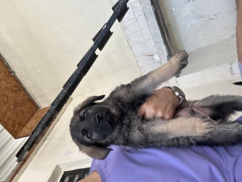 Son 3 dişi 1 erkek teslime hazır orjinal yavrular