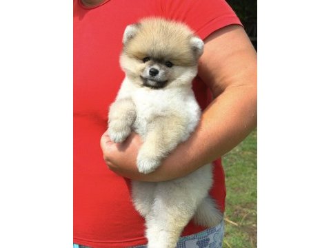 Portakal gibi kız pomeranian boo