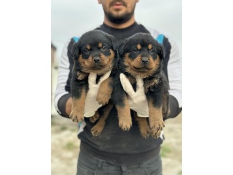 Rottweiler yavruları yeni ailelerini bekliyor