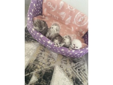 Aile arayan british shorthair bebişler