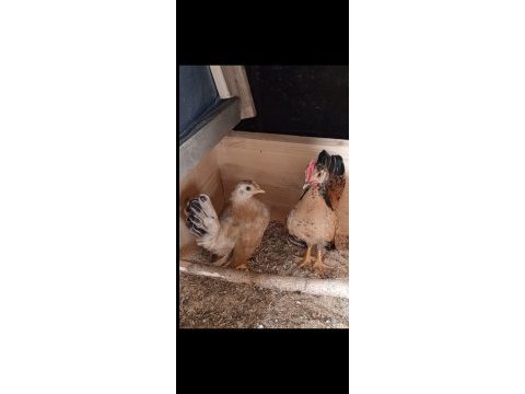 Serama cinsi tavuklar