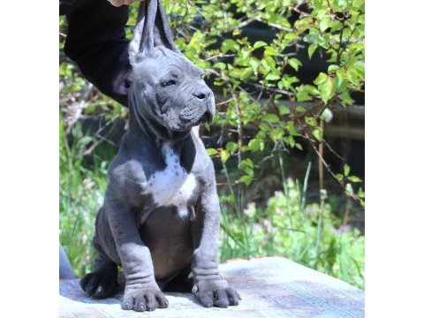 Fcı-kıf secereli safkan cane corso köpekler