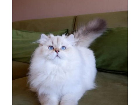 Full şecereli british longhair