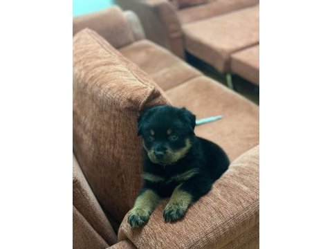A kalite son erkek rottweiler yavru
