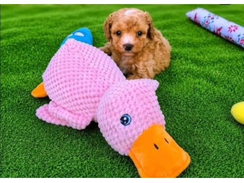 Maltipoo  yavrularımız 
