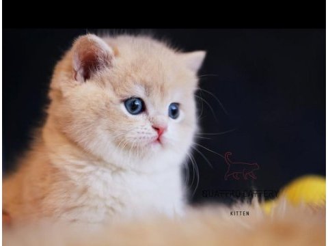 Safkan şecereli british shorthair prenses
