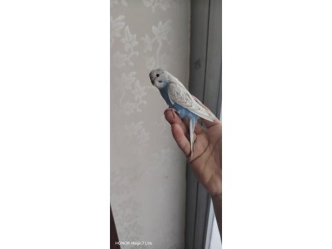 Bebek yavru muhabbet kuşu