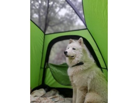 Erkek orjinal safkan samoyed