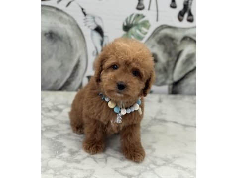 Orjinal maltipoo