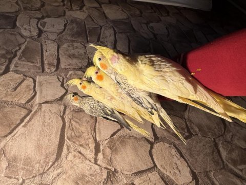 El besleme ele alışkın sultan papağanı yavrular