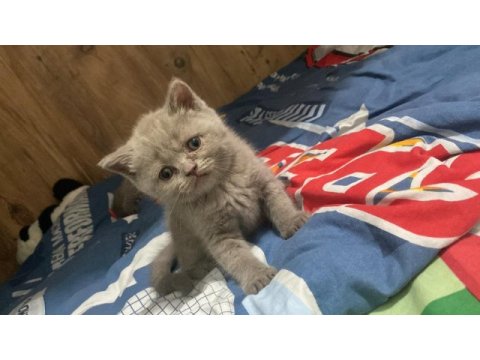 Orjinal british shorthair