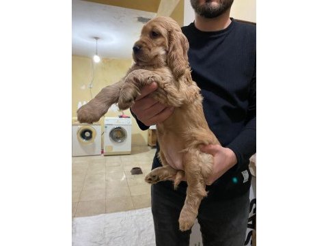 Cocker yavrularımız yeni ailesini beklemekte