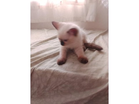 3 aylık british kedimiz 2 dişi 2 erkek