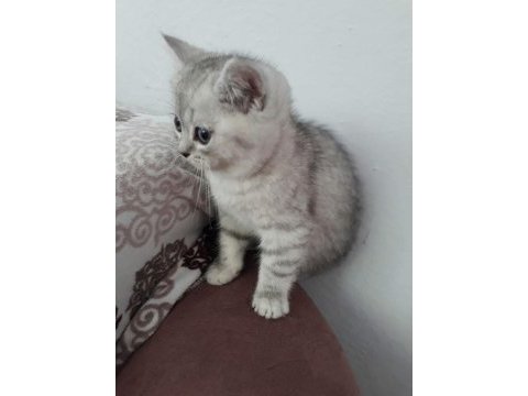 Yavru british kedim