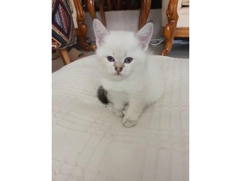 British shorthair yavrular