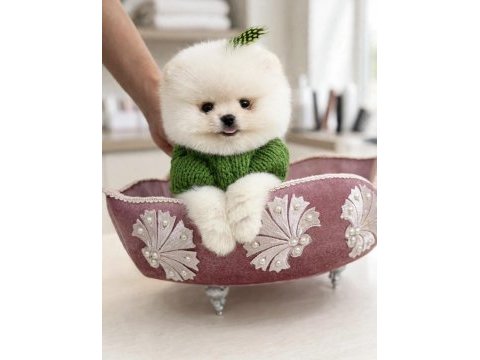 400 gr tam teacup boy orjinal beyaz pomeranian yavrumuz