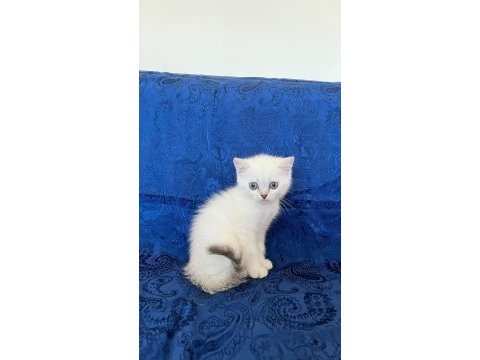 Maviş british shorthair oğlumuz
