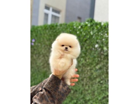 Show kalite pomeranian boo yavrularımız