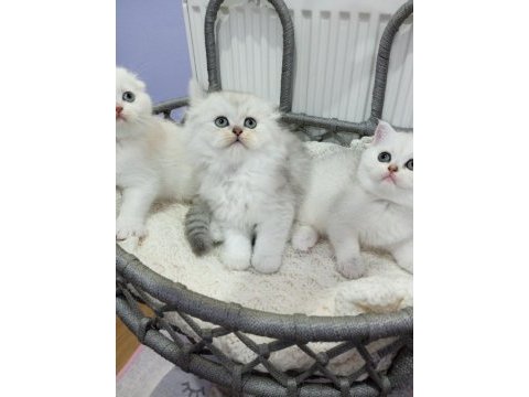Highland (longhair) safkan kediler catteryden