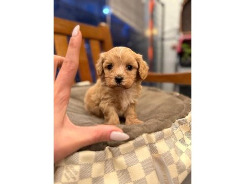 Minik maltipoo yavrularım