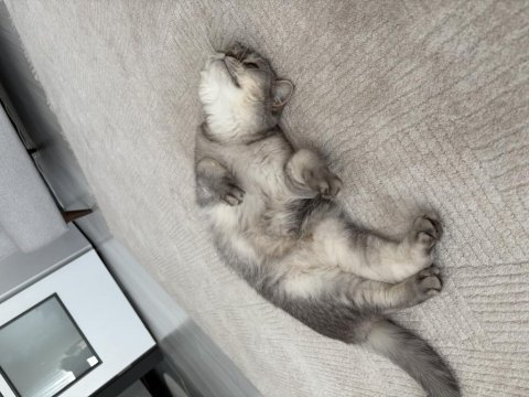 British shorthair kısır