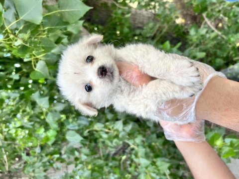 Terrier yavrularımız bursa türkiye tüm iller
