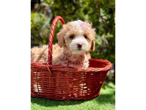 Maltipoo dizayn ırk sevimli yavrular
