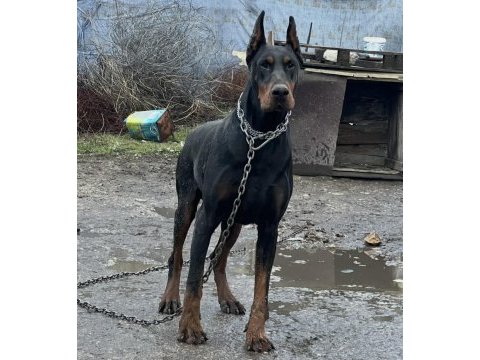 Safkan doberman yavrular