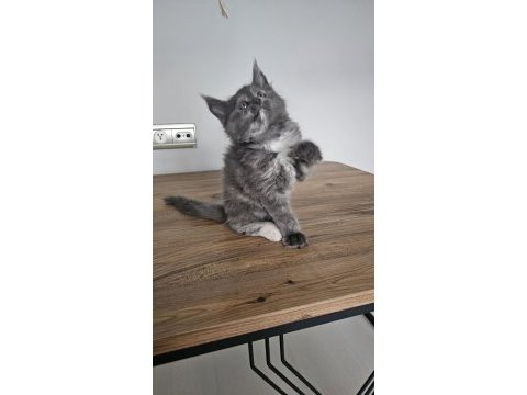 Safkan maine coon yavruları