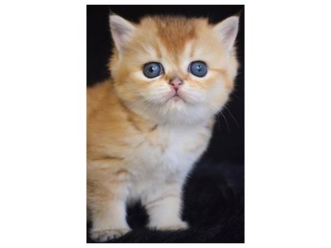 Ny12 golden british shorthair yavrular