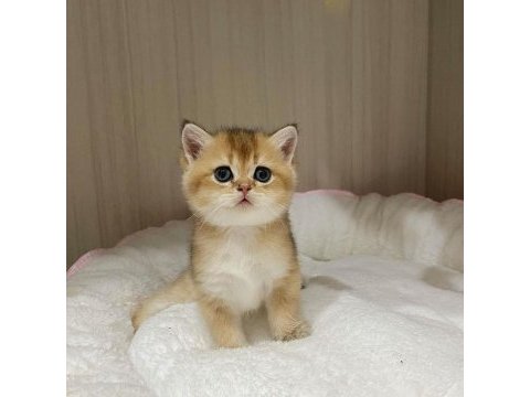 British shorthair yavruları