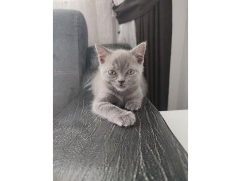 British shorthair yavrularımıza yuva arıyoruz