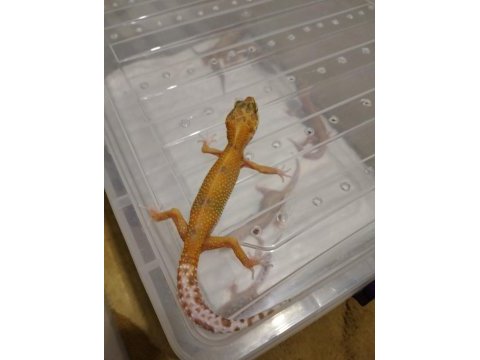 Leopar gecko