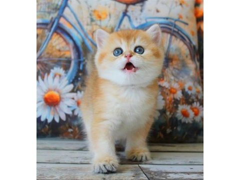 Sarı kürklü golden british shorthair