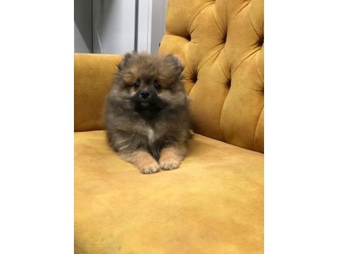 Tatlımı tatlı bir pomeranian prenses 3 buçuk aylık
