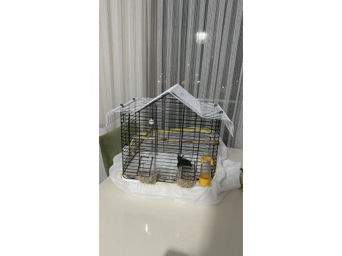 2 aylık ele gelen sultan papağanı