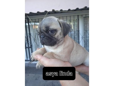 Pug mops bebekler