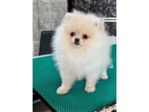 Teddy teacup pomeranian yavrularımız