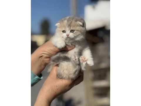 A kalite tricolor dişi scottish fold yavrumuz
