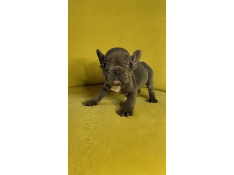 French bulldog blue erkek yavru