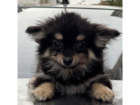 Black tan chihuahua yavru